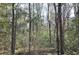 Wooded area behind the property, offering privacy at 6321 Bears Bluff Rd, Wadmalaw Island, SC 29487