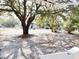 Picturesque front yard with mature trees providing ample shade at 227 Bailey St, Walterboro, SC 29488