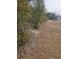 Side yard with treeline at 2830 Wire Rd, Saint George, SC 29477
