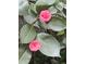 Up-close view of two pink flowers amid green leaves, offering a glimpse of the home's lovely surrounding garden at 506 Center St, Walterboro, SC 29488