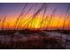 Sunset over the ocean, through a beach landscape of dune grass and plants at 3408 Palmetto Blvd, Edisto Island, SC 29438