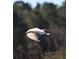 A captivating view of an Egret in flight displaying pristine white feathers, showcasing beauty and nature in wildlife photography at 236 River Martin Ct, Summerville, SC 29483