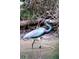 A majestic heron wading through water with colorful plumage, reflecting a scenic nature landscape at 236 River Martin Ct, Summerville, SC 29483