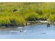 Peaceful pond teeming with wildlife, featuring ducks swimming and taking flight amidst lush vegetation at 1784 Omni Blvd, Mount Pleasant, SC 29466