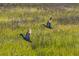 Pair of mottled ducks fly over a scenic green grassy meadow at 1784 Omni Blvd, Mount Pleasant, SC 29466