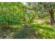 Scenic view of a lush green forest with mature trees and a trail at 4304 River Rd, Johns Island, SC 29455