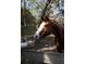 A stunning brown horse with a white blaze is offered an apple by its owner in a wooded area at 4680 Bears Bluff Rd, Wadmalaw Island, SC 29487