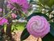 Close-up shot of vibrant pink flowers, adding a touch of natural beauty at 301 E Richardson Ave, Summerville, SC 29483