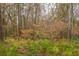 A nature landscape scene with dense trees and green ground cover at 500 Minim St, Charleston, SC 29414