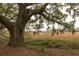 Beautiful marsh view with mature tree at 700 Daniel Ellis Dr # 8304, Charleston, SC 29412