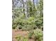 Backyard showing off beautiful landscaping and plants along the fence at 204 Chamblee Rd, Walterboro, SC 29488