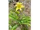 Close-up shot of a brightly colored yellow daylily in the backyard at 204 Chamblee Rd, Walterboro, SC 29488