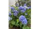 Close-up of a blue hydrangea bush in the backyard at 204 Chamblee Rd, Walterboro, SC 29488
