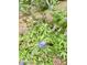 Close up of a purple flowering shrub in the backyard at 204 Chamblee Rd, Walterboro, SC 29488