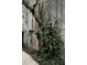Exterior wall with a tree and climbing plants, adding a touch of nature to the building's facade at 42 1/2 Hasell St, Charleston, SC 29401