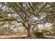 Magnificent sprawling tree offering shade and beauty to the grounds at 6294 Highway 165, Ravenel, SC 29470