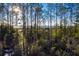 Scenic marsh view through a dense forest, with sunlight creating a beautiful natural backdrop at 1742 Cultivation Ln # 531, Mount Pleasant, SC 29466