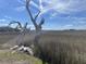 Scenic marshland with a dead tree trunk in the foreground and clear blue skies above at 2119 Landfall Way, Seabrook Island, SC 29455