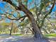 Scenic view of majestic trees draped with Spanish moss in a lush, green community at 222 River Martin Ct, Summerville, SC 29483