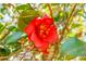 Close-up of a vibrant red flower showcasing intricate details and textures at 407 Hayne St, Walterboro, SC 29488