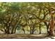 Scenic shot of a shady outdoor area with mature trees and a white fence in the background at 5991 Joseph Blake Ln, Wadmalaw Island, SC 29487