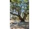 Beautiful mature live oak tree with Spanish moss providing shade in a scenic park setting at 127 Oak St, McClellanville, SC 29458