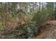 A pond covered in algae, surrounded by trees and vegetation, offering a peaceful scene at 8262 Fairview Nursery Rd, Hollywood, SC 29449