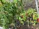 Close up of red peppers growing in the fenced garden at 5219 Maybank Hwy, Wadmalaw Island, SC 29487
