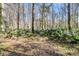 Scenic shot of natural landscaping, featuring lush palm-like plants and native foliage at 5219 Maybank Hwy, Wadmalaw Island, SC 29487