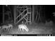 Deer in wooded lot, potential wildlife viewing at 5219 Maybank Hwy, Wadmalaw Island, SC 29487