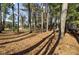 View of the forest from the backyard at 3334 Cottonfield Dr, Mount Pleasant, SC 29466