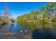 Beautiful view of geese swimming in a serene lake surrounded by vibrant trees and clear blue sky at 613 Salterton St, Summerville, SC 29485