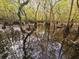 Overlook into a marshy environment with trees surrounding the landscape at 3695 Cannon Rd, Round O, SC 29474