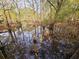 Scenic watery landscape with trees creating a relaxing, natural surrounding at 3695 Cannon Rd, Round O, SC 29474