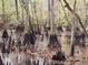 Scenic view of a unique cypress swamp with submerged root systems and still water, a tranquil natural setting at 3695 Cannon Rd, Round O, SC 29474
