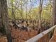 Serene view of a cypress swamp featuring tall trees and submerged root systems, perfect for nature enthusiasts at 3695 Cannon Rd, Round O, SC 29474