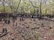 Lush forest landscape with unique cypress trees and a serene natural environment at 3695 Cannon Rd, Round O, SC 29474