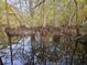 Scenic view of trees reflected in a calm water, showcasing the beauty of nature at 3695 Cannon Rd, Round O, SC 29474
