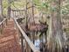 A wooden boardwalk leading to a lakeside pier featuring trees, still waters and lush foliage enhancing the natural setting at 3695 Cannon Rd, Round O, SC 29474