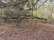 Wooded area with a fallen tree showing the natural beauty of the surrounding trees and forest floor covered in leaves at 3695 Cannon Rd, Round O, SC 29474