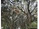 Street with lush trees and Spanish moss hanging from the branches at 95 Plymouth Ave, Charleston, SC 29412