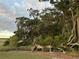 Lush landscape view showcasing mature trees and green foliage at 3398 Freeman Hill Rd, Johns Island, SC 29455