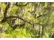 Close up of Spanish moss hanging from the trees in a serene Lowcountry landscape at 3398 Freeman Hill Rd, Johns Island, SC 29455