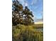 Scenic marsh view featuring a large oak tree and tall grass under a blue sky at 3398 Freeman Hill Rd, Johns Island, SC 29455