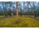 Lush wooded backyard with mature trees and mossy ground, offering privacy and natural beauty at 112 Ravenswood Ct, Summerville, SC 29485