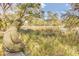 Backyard view of a seated frog statue overlooking marsh area at 1540 Strathmore Ln, Mount Pleasant, SC 29464