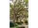 Mossy trees on landscaped lot, sidewalk, and glimpse of house through vegetation at 12 Broughton Rd, Charleston, SC 29407