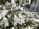 Charming front porch with rocking chairs and beautiful azalea bush at 214 E Doty Ave, Summerville, SC 29483