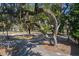 Street view with mature trees providing shade and natural beauty, enhancing the neighborhood's appeal at 601 Magnolia Ln, Edisto Island, SC 29438