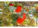 Close-up of a vibrant camellia bush with red blossoms and lush green leaves at 113 Harter Dr, Summerville, SC 29485